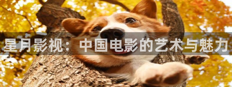 神马达达兔电影：星月影视：中国电影的艺术与魅力