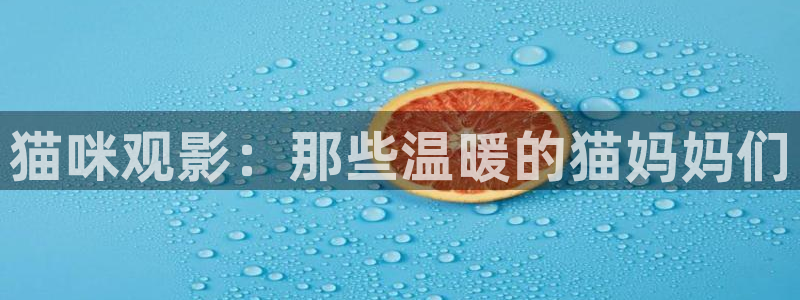 6080新视觉影院神马：猫咪观影：那些温暖的猫妈妈们